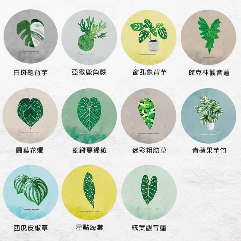 觀葉植物 杯墊 珪藻土 龜背芋