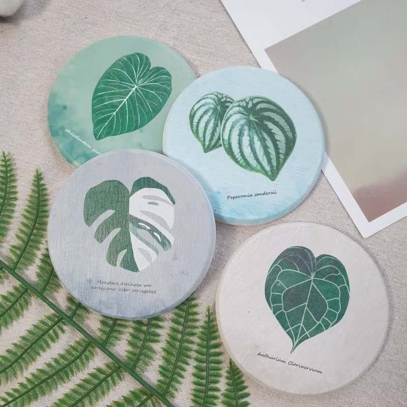 觀葉植物 杯墊 珪藻土 龜背芋