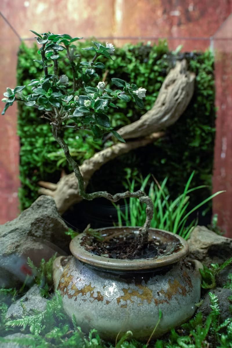 【生態缸－甕中紫語】微景觀 室內植栽 禮物 辦公室擺設