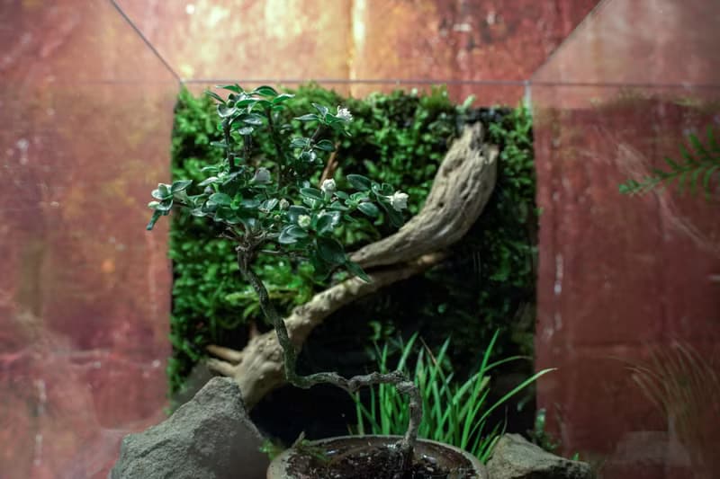 【生態缸－甕中紫語】微景觀 室內植栽 禮物 辦公室擺設