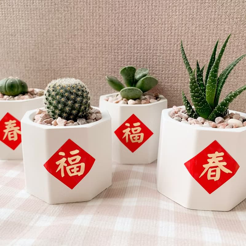 多肉植物擴香石盆栽/多肉植物/仙人掌 水泥盆栽
