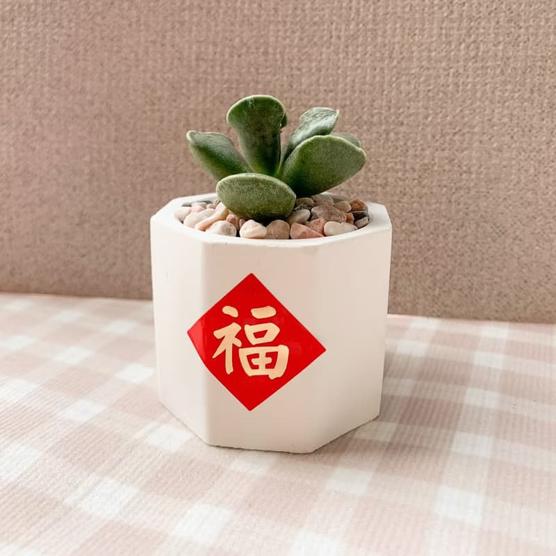 多肉植物擴香石盆栽/多肉植物/仙人掌 水泥盆栽