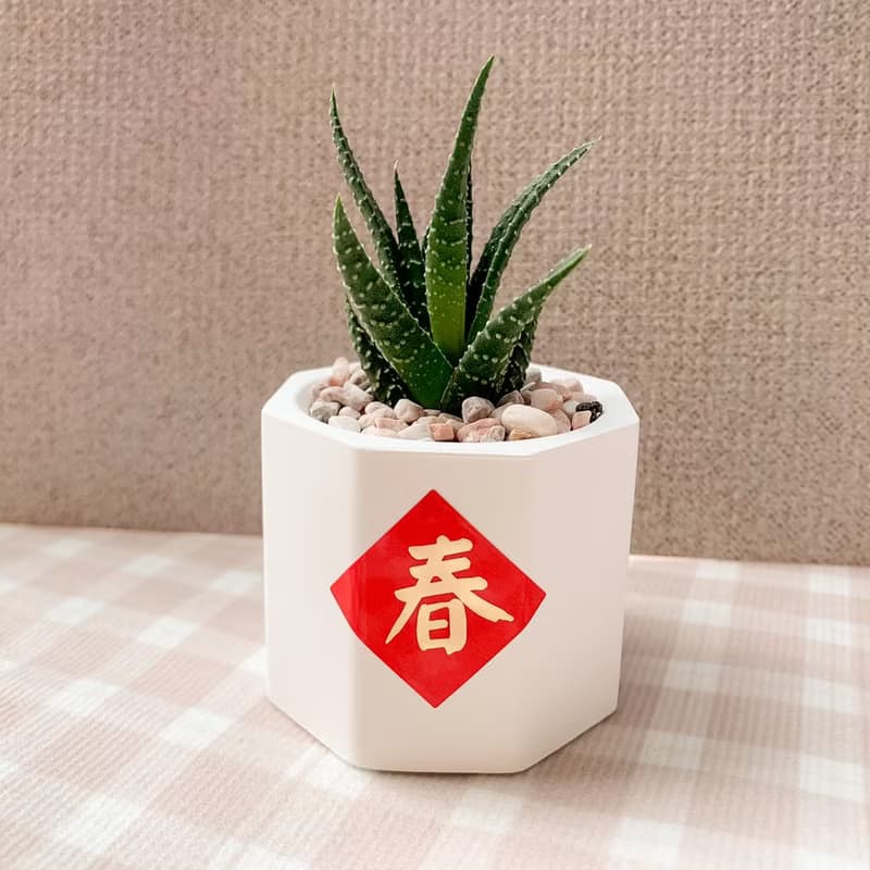 多肉植物擴香石盆栽/多肉植物/仙人掌 水泥盆栽
