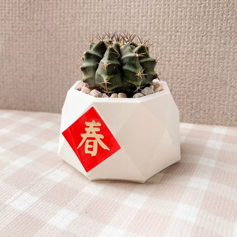多肉植物擴香石盆栽/多肉植物/仙人掌 水泥盆栽