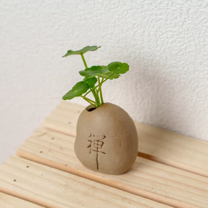禪石系列-錢幣草盆栽