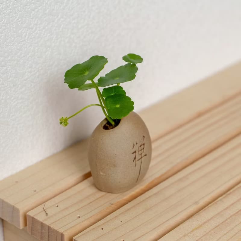 禪石系列-錢幣草盆栽
