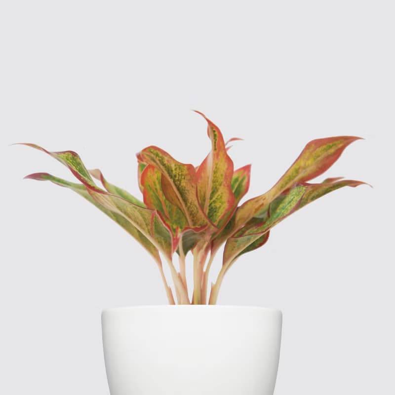 │ 犀力系列 │  極光 - 空氣淨化 水耕植物 室內盆栽 自動補水