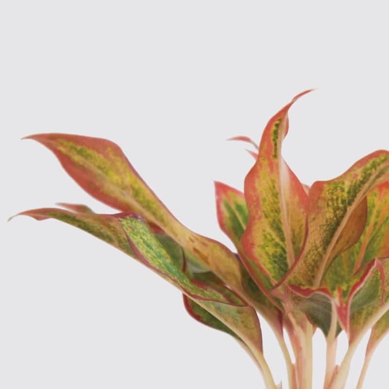 │ 犀力系列 │  極光 - 空氣淨化 水耕植物 室內盆栽 自動補水