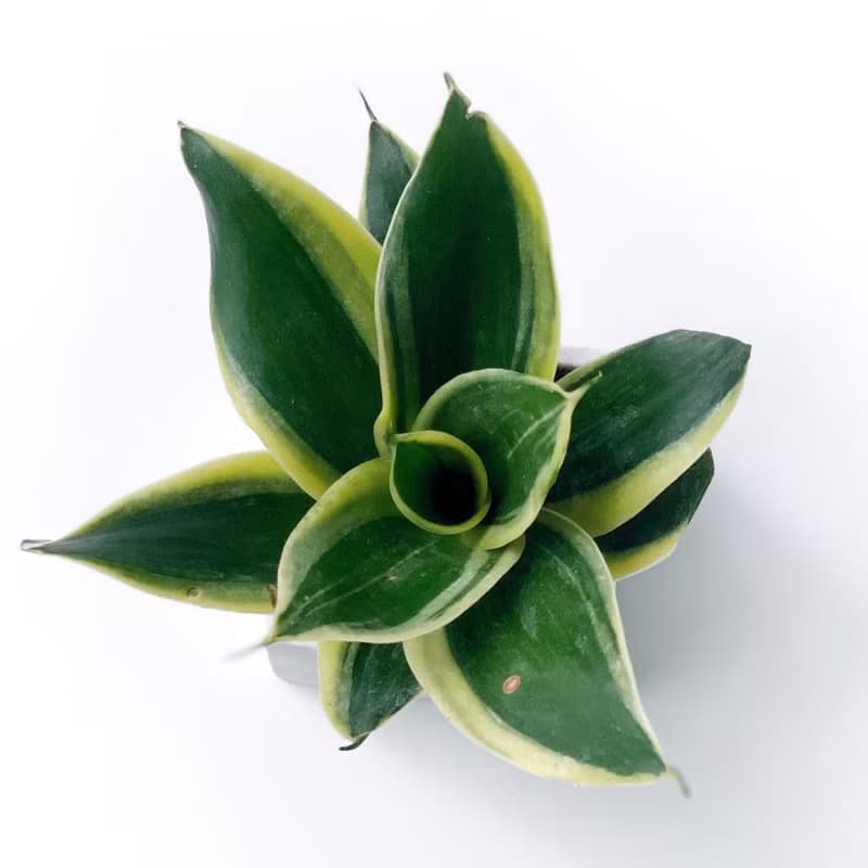 (現貨) 白灰漸層系列 | 荷花虎尾蘭 方形雙色漸層水泥盆栽