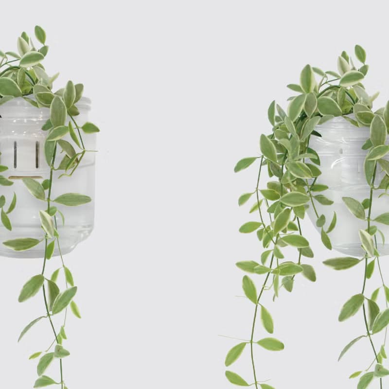 │ 玻璃系列 │ 斑葉串錢藤 - 垂掛植物 魚水共生 室內植物 水耕