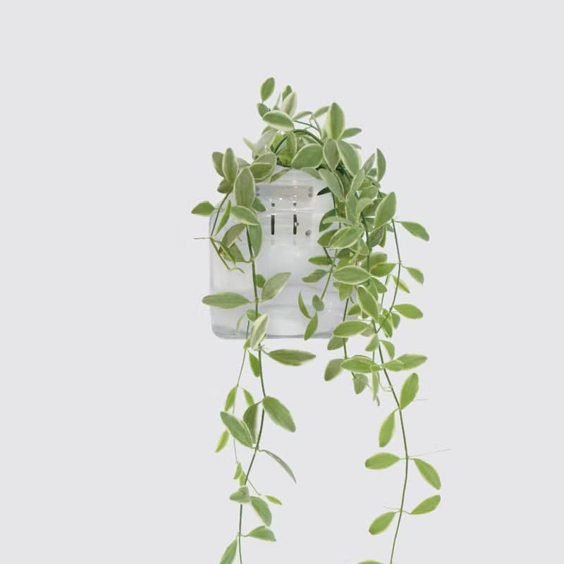 │ 玻璃系列 │ 斑葉串錢藤 - 垂掛植物 魚水共生 室內植物 水耕
