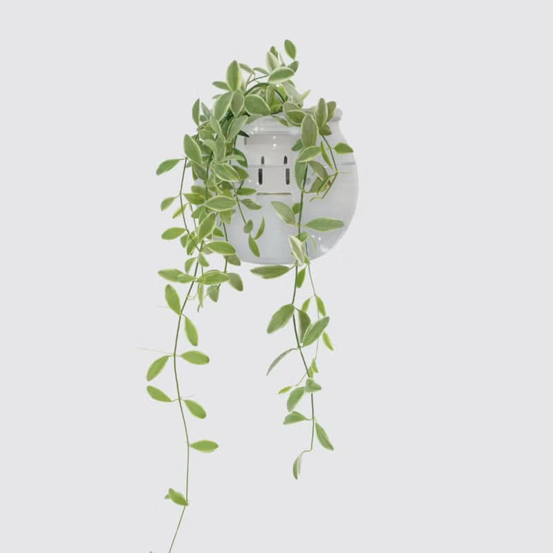 │ 玻璃系列 │ 斑葉串錢藤 - 垂掛植物 魚水共生 室內植物 水耕