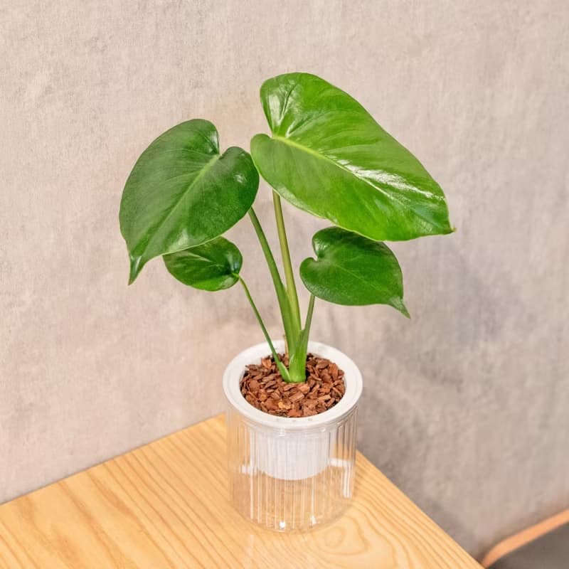 小龜背芋 免澆水盆栽 室內植物 觀葉植物  禮物 辦公室小物