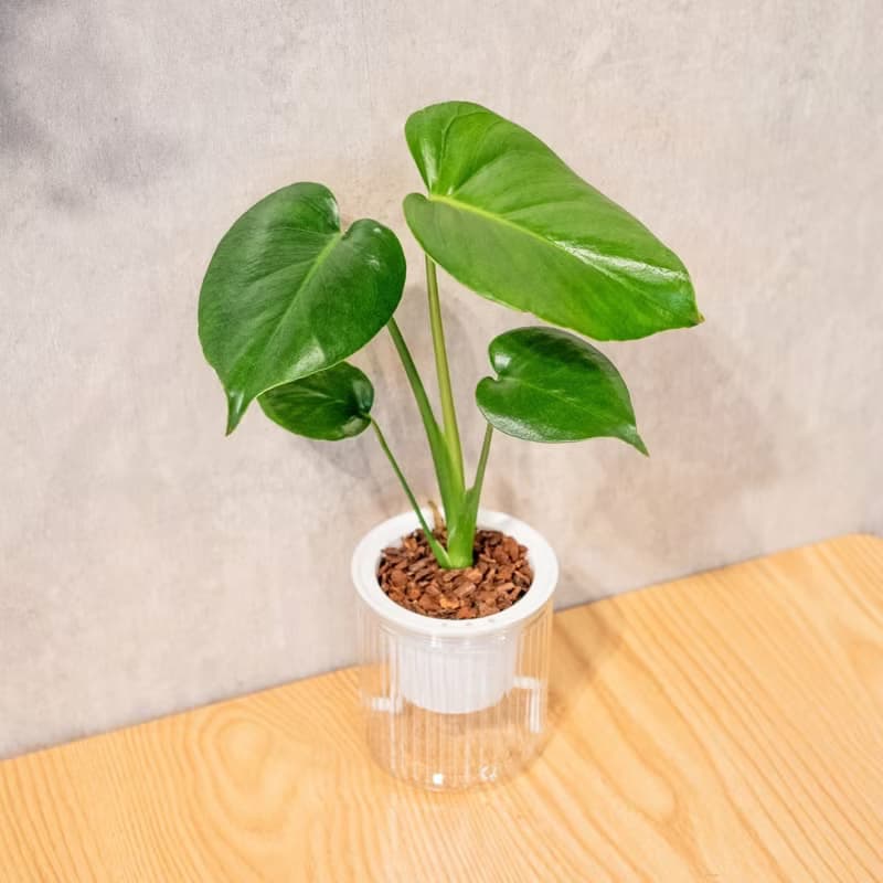 小龜背芋 免澆水盆栽 室內植物 觀葉植物  禮物 辦公室小物