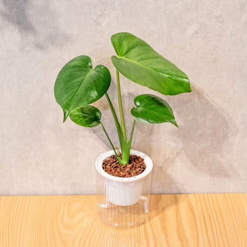 小龜背芋 免澆水盆栽 室內植物 觀葉植物  禮物 辦公室小物