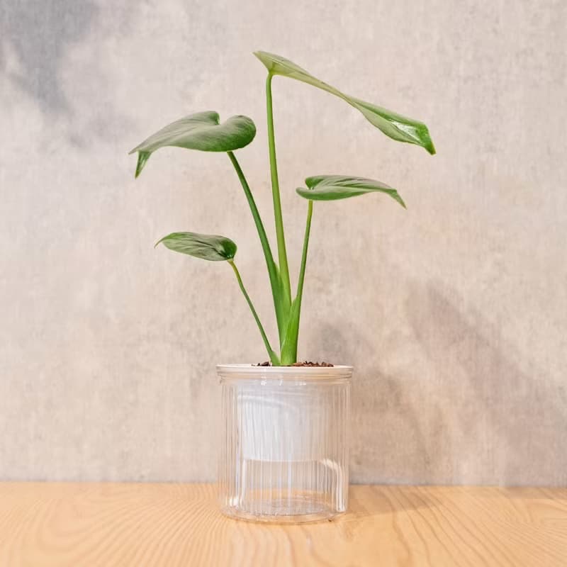 小龜背芋 免澆水盆栽 室內植物 觀葉植物  禮物 辦公室小物