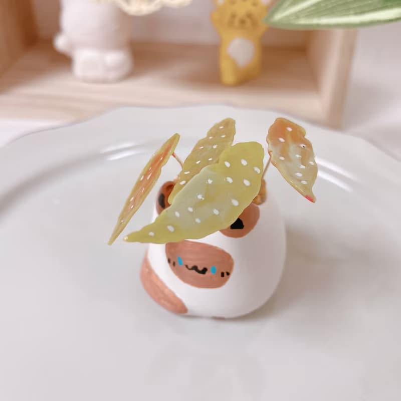 植喵系列   鱒魚秋海棠喵  擴香桌面小植栽