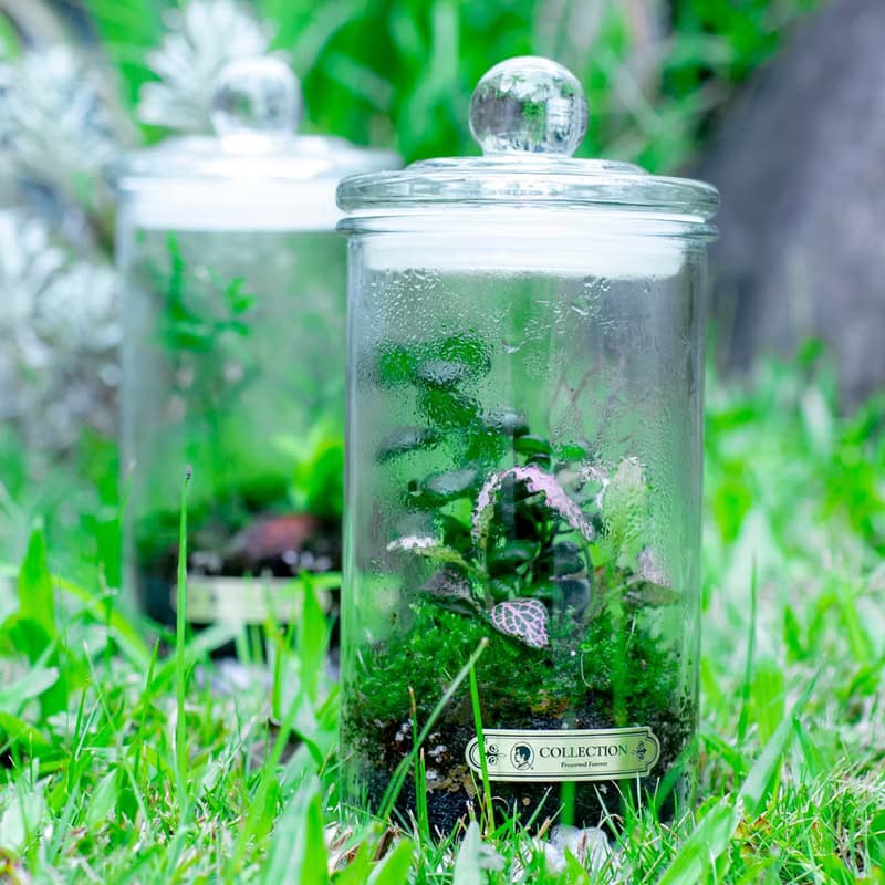 【體驗】(大直)打造自己的華德箱/植物生態瓶【成人班】