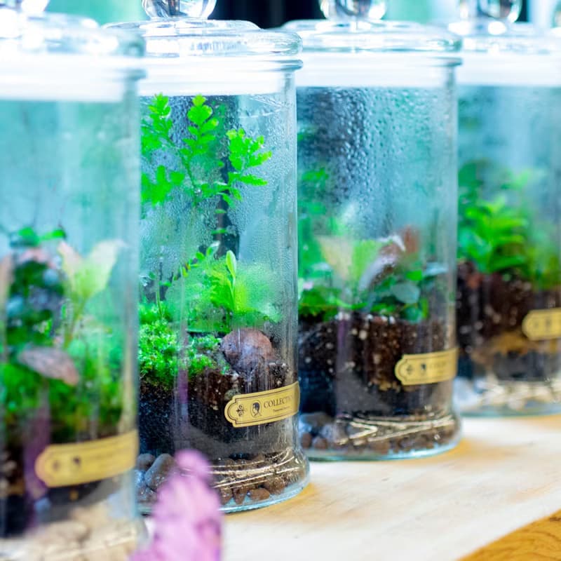 【體驗】(大直)打造自己的華德箱/植物生態瓶【成人班】