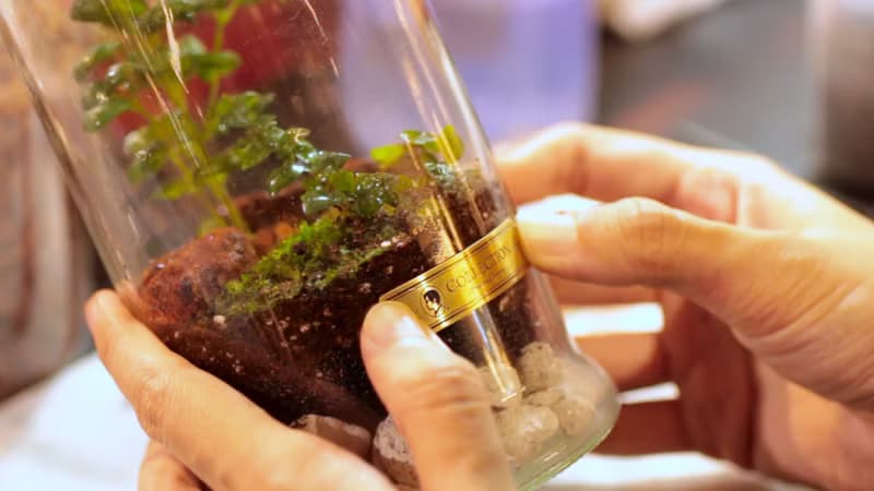 【體驗】(大直)打造自己的華德箱/植物生態瓶【成人班】