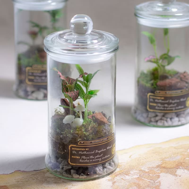 【體驗】(大直)打造自己的華德箱/植物生態瓶【成人班】