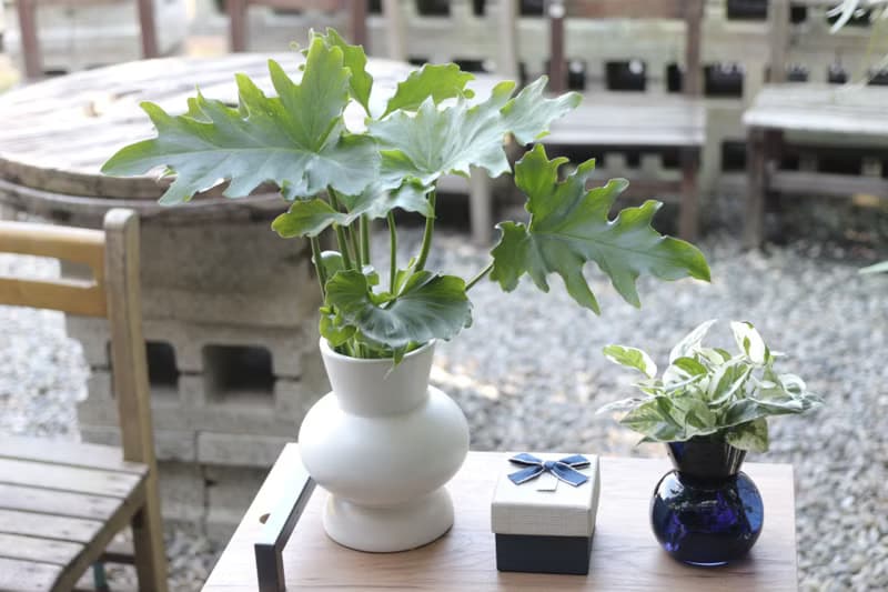 水培植栽│小天使蔓綠絨_室內植物 辦公室盆栽 店內布置 送禮