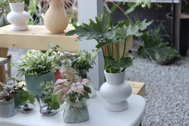 水培植栽│小天使蔓綠絨_室內植物 辦公室盆栽 店內布置 送禮