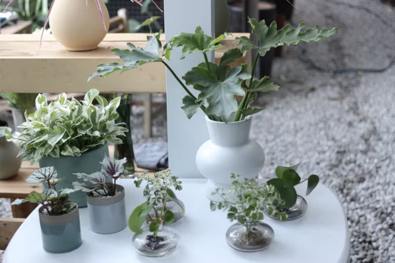 水培植栽│小天使蔓綠絨_室內植物 辦公室盆栽 店內布置 送禮