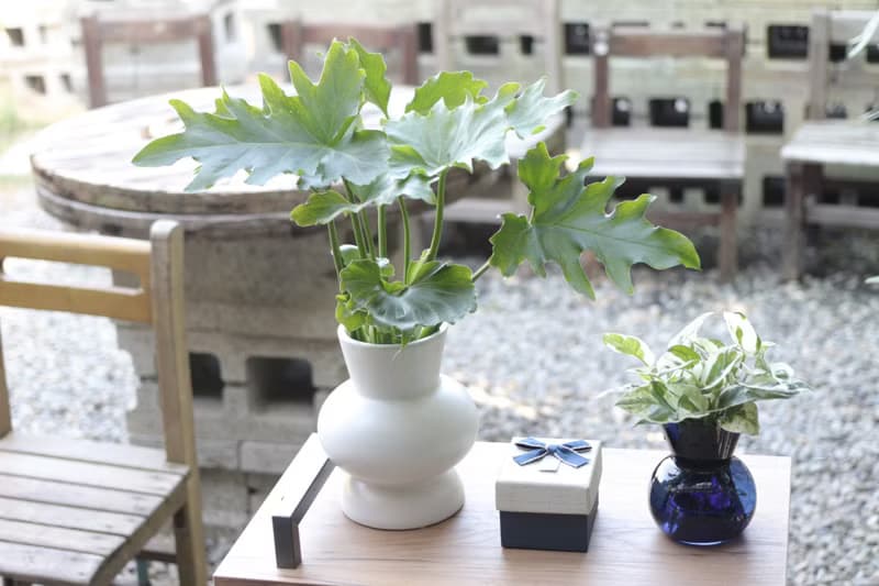 水培植栽│小天使蔓綠絨_室內植物 辦公室盆栽 店內布置 送禮