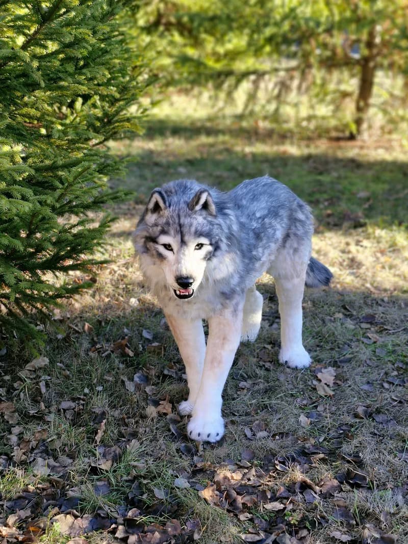 白狼作者的逼真室內娃娃真實尺寸軟雕塑