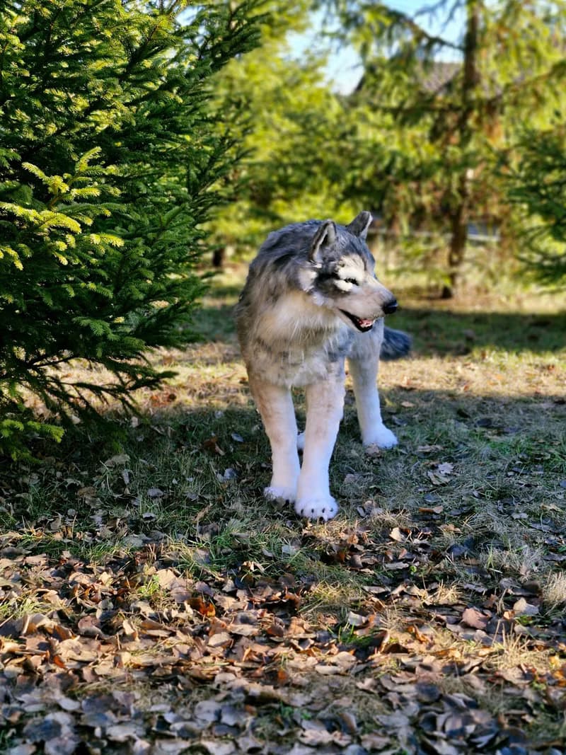白狼作者的逼真室內娃娃真實尺寸軟雕塑