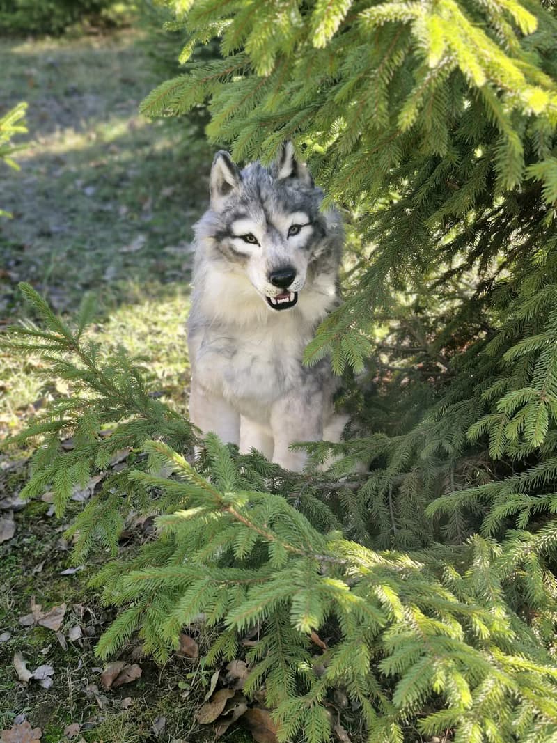白狼作者的逼真室內娃娃真實尺寸軟雕塑