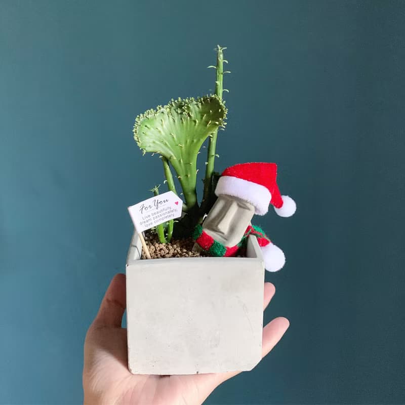 【24h出貨.買盆送植物】摩艾方形水泥盆栽 多肉盆栽 @JU