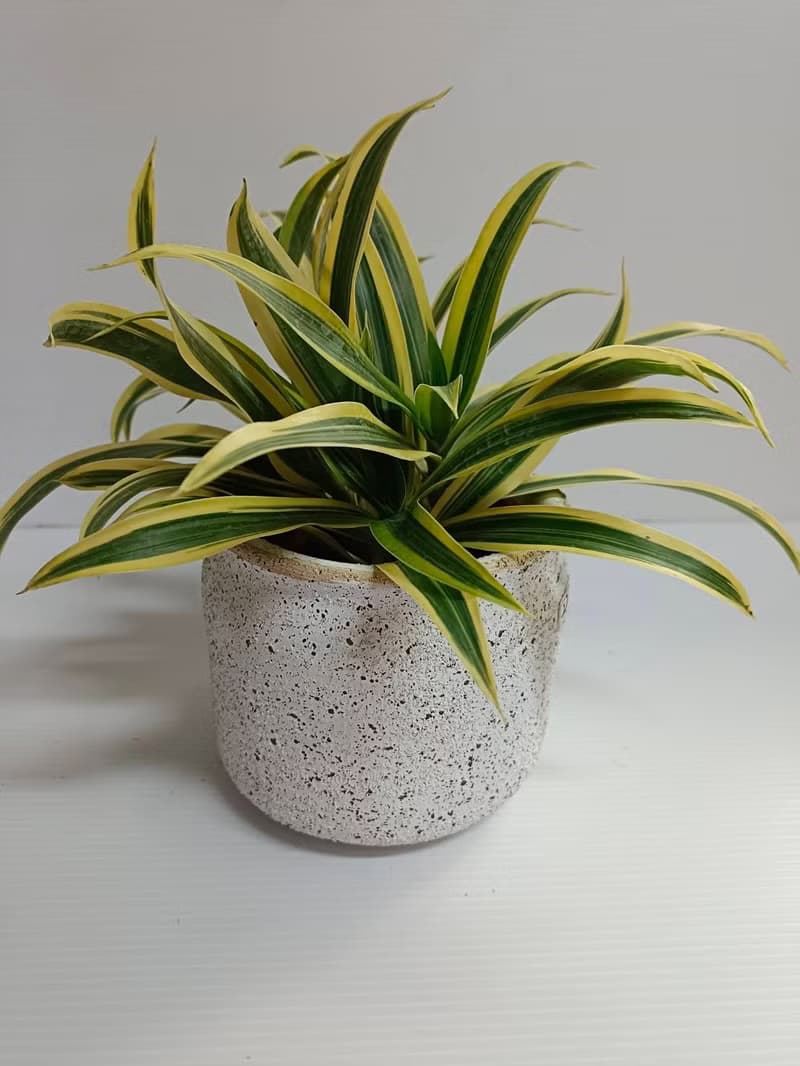 簡約辦公室桌上型植物 千年木 好照顧 開幕送禮新居擺設
