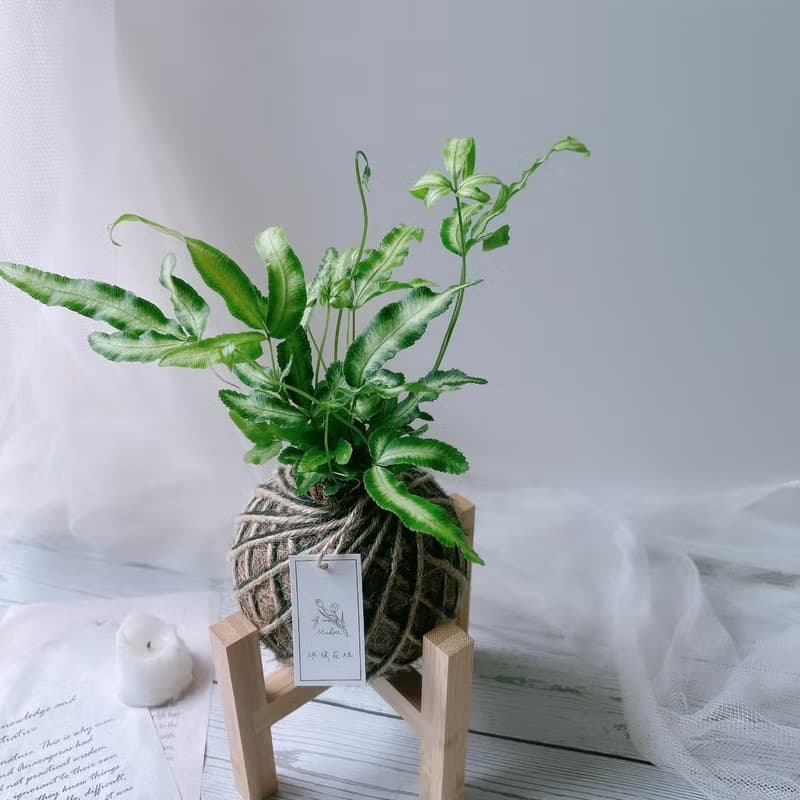 小苔球 白玉鳳尾蕨 植栽