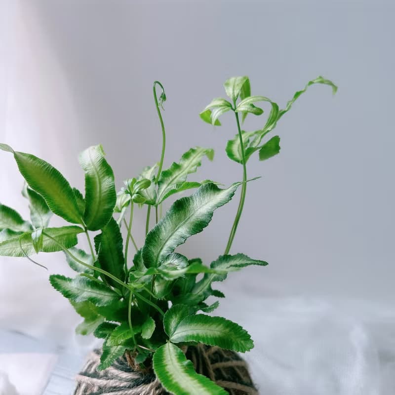 小苔球 白玉鳳尾蕨 植栽