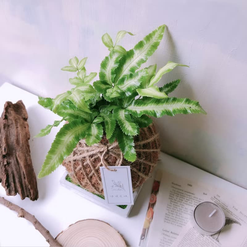小苔球 白玉鳳尾蕨 植栽