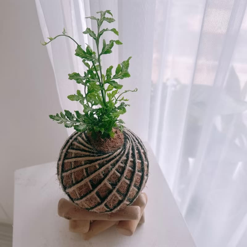 小苔球 白玉鳳尾蕨 植栽