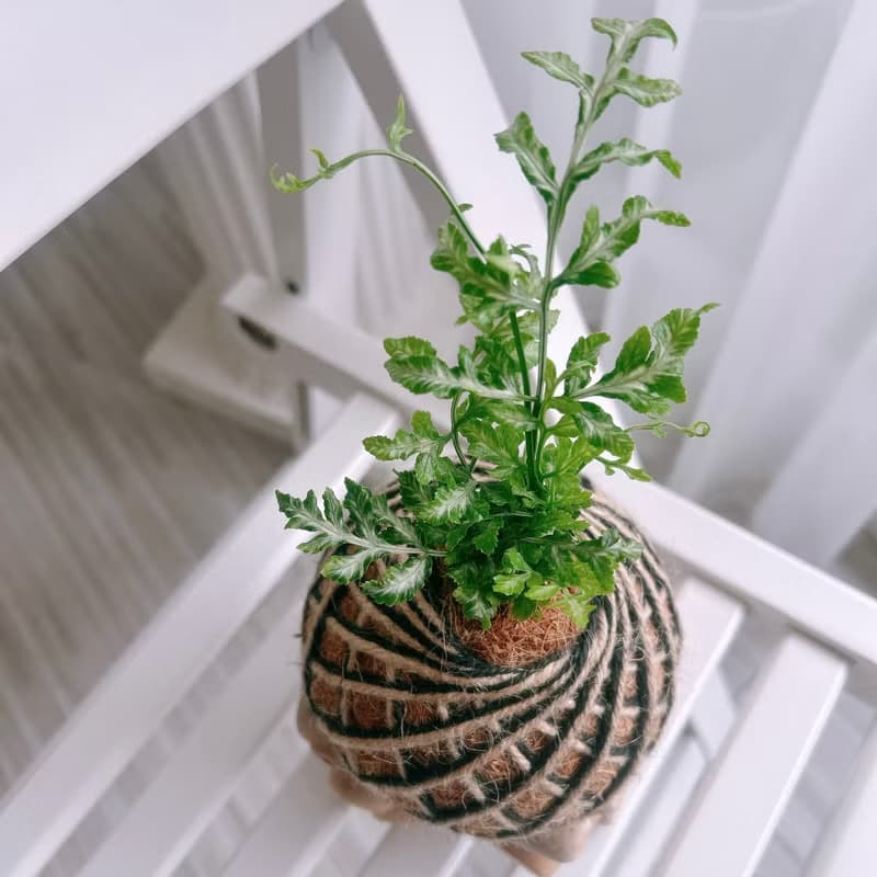 小苔球 白玉鳳尾蕨 植栽