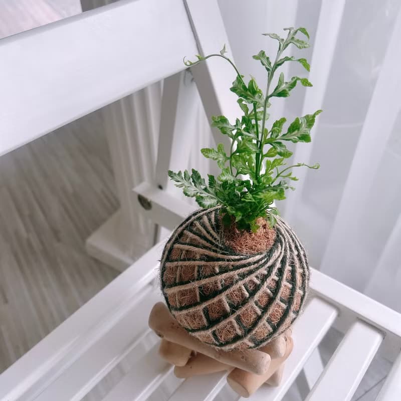 小苔球 白玉鳳尾蕨 植栽