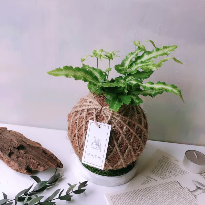小苔球 白玉鳳尾蕨 植栽