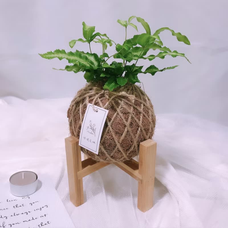 小苔球 白玉鳳尾蕨 植栽