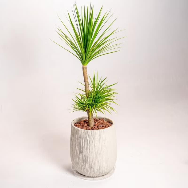 龍血樹 龍鐵樹 奶白色樹紋落地大盆栽 開幕花盆 觀葉植物