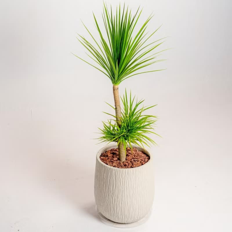 龍血樹 龍鐵樹 奶白色樹紋落地大盆栽 開幕花盆 觀葉植物