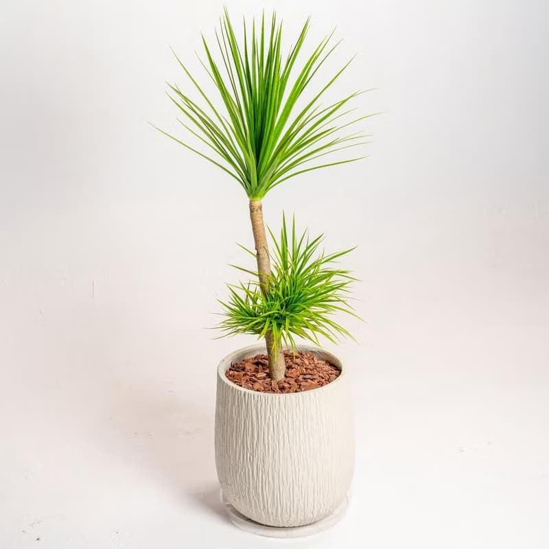 龍血樹 龍鐵樹 奶白色樹紋落地大盆栽 開幕花盆 觀葉植物