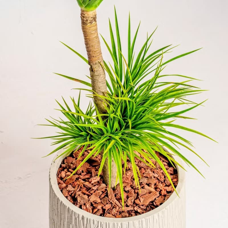 龍血樹 龍鐵樹 奶白色樹紋落地大盆栽 開幕花盆 觀葉植物