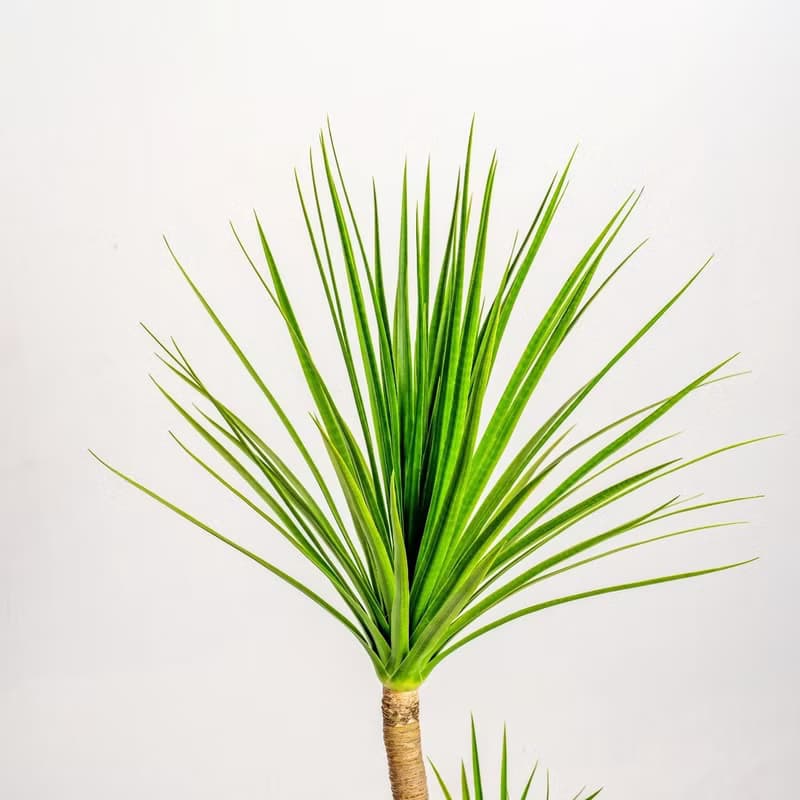 龍血樹 龍鐵樹 奶白色樹紋落地大盆栽 開幕花盆 觀葉植物