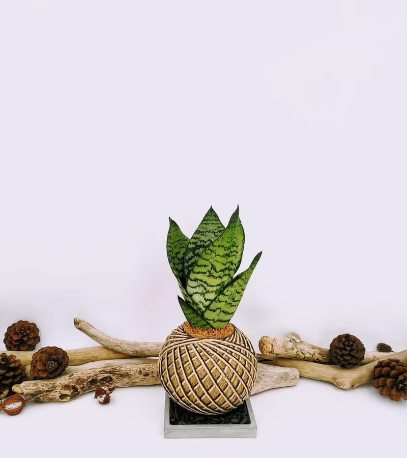 銀脈虎尾蘭苔球│室內植物│陽台植物│觀葉植物