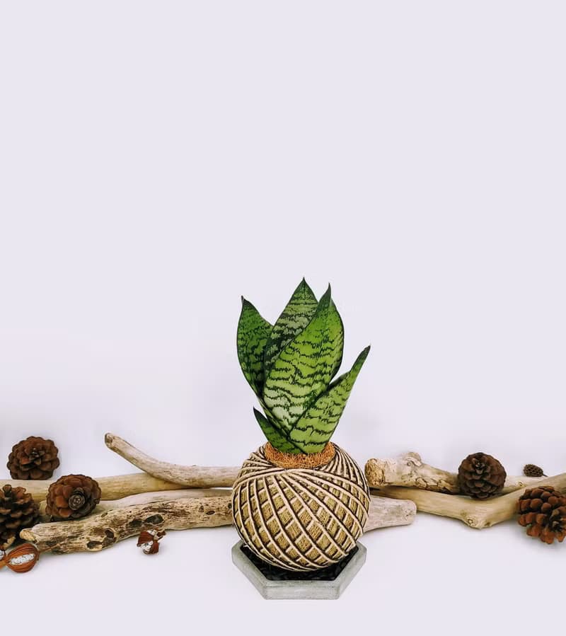 銀脈虎尾蘭苔球│室內植物│陽台植物│觀葉植物