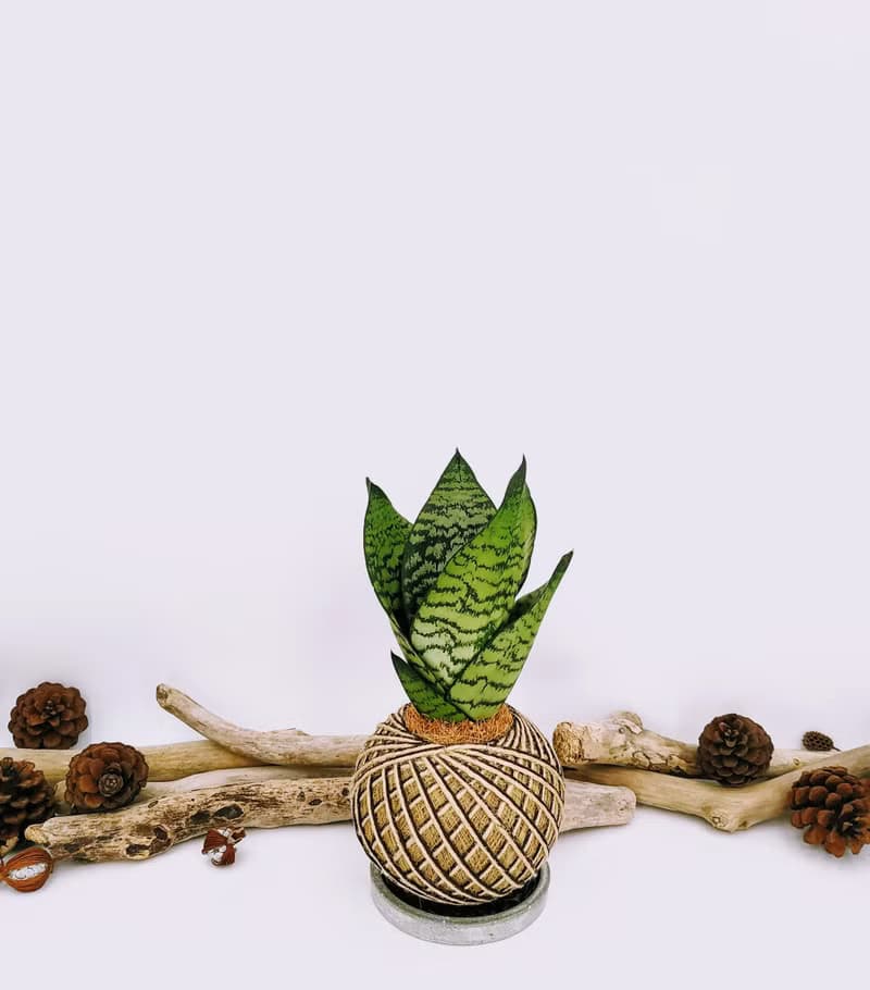 銀脈虎尾蘭苔球│室內植物│陽台植物│觀葉植物